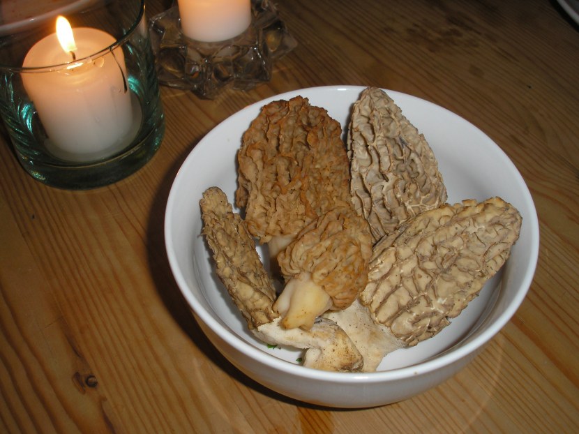 morels! morels! morels!