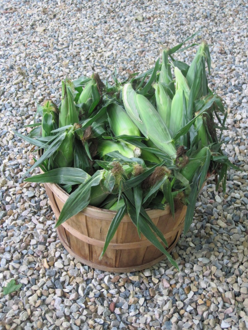 they keep all the best ears for themselves up here.