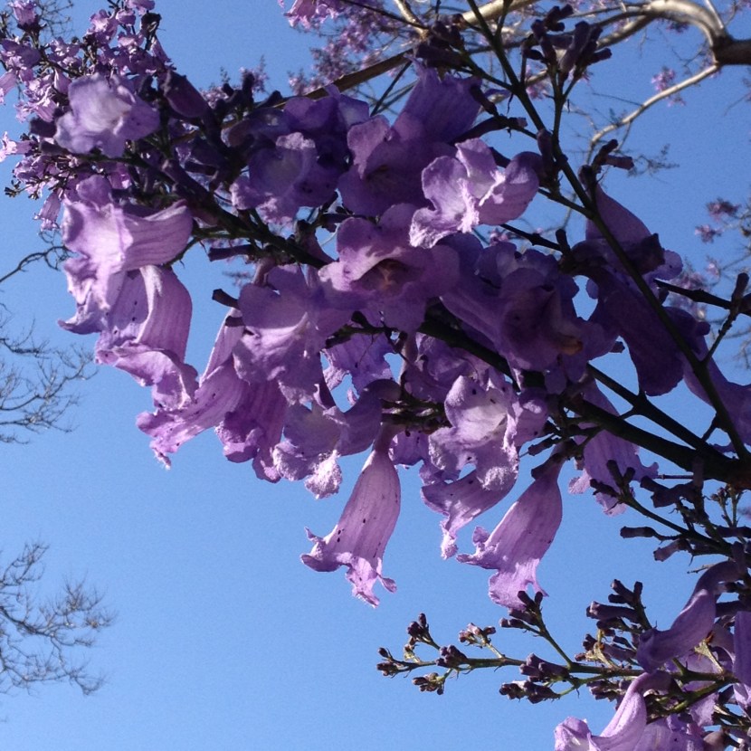 jacarandablossoms